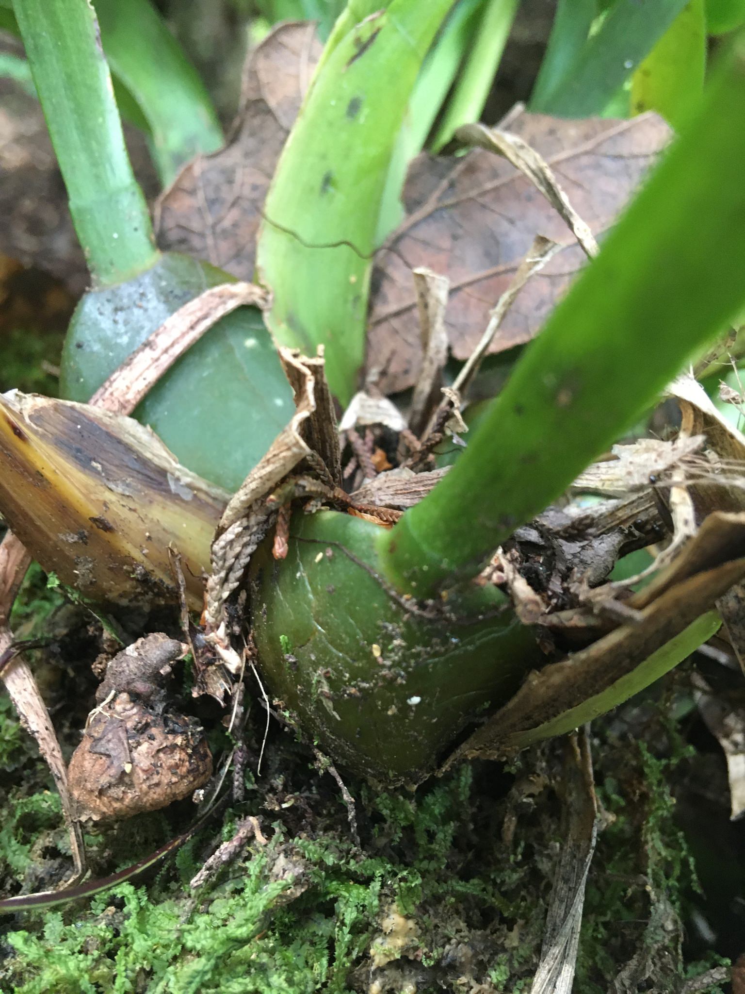 Rhynchostele bictoniensis